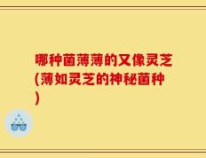 哪种菌薄薄的又像灵芝(薄如灵芝的神秘菌种)