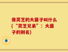 像灵芝的大菌子叫什么(“灵芝兄弟”：大菌子的别名)
