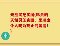 天然灵芝实图(珍贵的天然灵芝实图，呈现出令人叹为观止的美丽！)