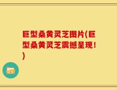 巨型桑黄灵芝图片(巨型桑黄灵芝震撼呈现！)