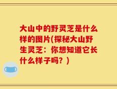 大山中的野灵芝是什么样的图片(探秘大山野生灵芝：你想知道它长什么样子吗？)