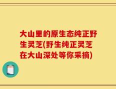 大山里的原生态纯正野生灵芝(野生纯正灵芝在大山深处等你采摘)