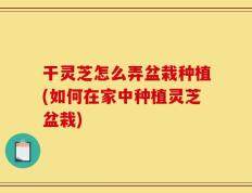 干灵芝怎么弄盆栽种植(如何在家中种植灵芝盆栽)