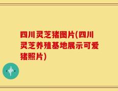 四川灵芝猪图片(四川灵芝养殖基地展示可爱猪照片)