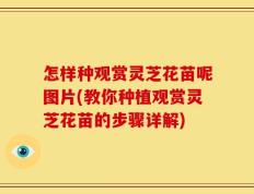 怎样种观赏灵芝花苗呢图片(教你种植观赏灵芝花苗的步骤详解)