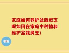 家庭如何养护盆栽灵芝呢如何在家庭中种植和维护盆栽灵芝)