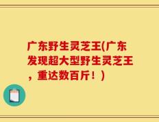 广东野生灵芝王(广东发现超大型野生灵芝王，重达数百斤！)
