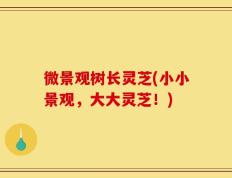 微景观树长灵芝(小小景观，大大灵芝！)