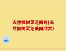天然枫树灵芝图片(天然枫树灵芝美图欣赏)