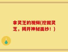 拿灵芝的视频(挖掘灵芝，揭开神秘面纱！)