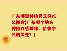 广东哪里种植灵芝好吃又便宜(广东哪个地方种植口感美味、价格亲民的灵芝？)