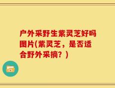 户外采野生紫灵芝好吗图片(紫灵芝，是否适合野外采摘？)
