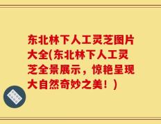 东北林下人工灵芝图片大全(东北林下人工灵芝全景展示，惊艳呈现大自然奇妙之美！)