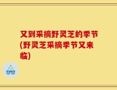 又到采摘野灵芝的季节(野灵芝采摘季节又来临)