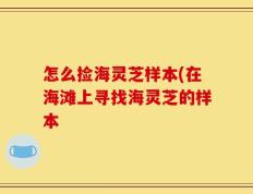 怎么捡海灵芝样本(在海滩上寻找海灵芝的样本