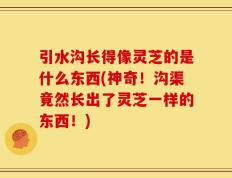 引水沟长得像灵芝的是什么东西(神奇！沟渠竟然长出了灵芝一样的东西！)