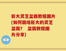 巨大灵芝盆栽教程图片(如何栽培巨大的灵芝盆栽？  盆栽教程图片分享)