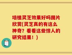 培植灵芝效果好吗图片欣赏(灵芝真的有这么神奇？看看这些惊人的研究结果！)