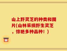 山上野灵芝的种类和图片(山林采摘野生灵芝，惊艳多种品种！)
