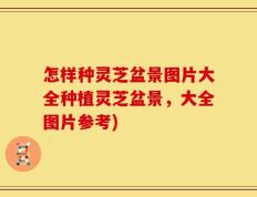 怎样种灵芝盆景图片大全种植灵芝盆景，大全图片参考)
