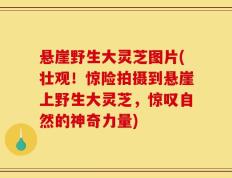 悬崖野生大灵芝图片(壮观！惊险拍摄到悬崖上野生大灵芝，惊叹自然的神奇力量)