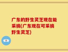 广东的野生灵芝现在能采摘(广东现在可采摘野生灵芝)