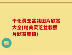 干化灵芝盆栽图片欣赏大全(精美灵芝盆栽照片欣赏集锦)