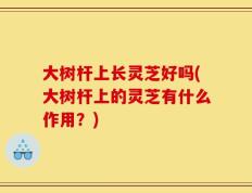 大树杆上长灵芝好吗(大树杆上的灵芝有什么作用？)