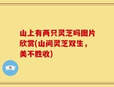 山上有两只灵芝吗图片欣赏(山间灵芝双生，美不胜收)