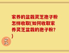 家养的盆栽灵芝孢子粉怎样收取(如何收取家养灵芝盆栽的孢子粉？)