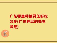 广东哪里种植灵芝好吃又多(广东种出的美味灵芝)