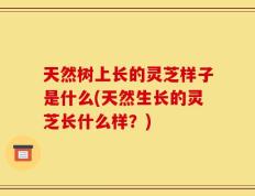 天然树上长的灵芝样子是什么(天然生长的灵芝长什么样？)