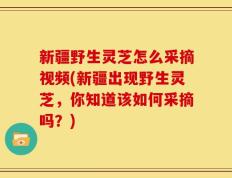 新疆野生灵芝怎么采摘视频(新疆出现野生灵芝，你知道该如何采摘吗？)