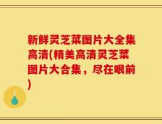 新鲜灵芝菜图片大全集高清(精美高清灵芝菜图片大合集，尽在眼前)