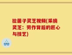 捡菌子灵芝视频(采摘灵芝：劳作背后的匠心与技艺)