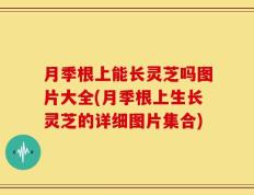 月季根上能长灵芝吗图片大全(月季根上生长灵芝的详细图片集合)