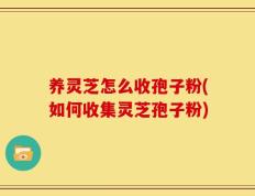养灵芝怎么收孢子粉(如何收集灵芝孢子粉)