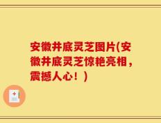 安徽井底灵芝图片(安徽井底灵芝惊艳亮相，震撼人心！)