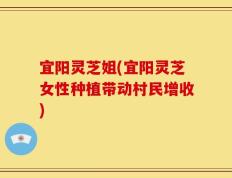 宜阳灵芝姐(宜阳灵芝女性种植带动村民增收)
