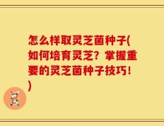 怎么样取灵芝菌种子(如何培育灵芝？掌握重要的灵芝菌种子技巧！)