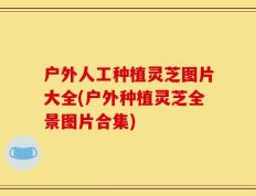 户外人工种植灵芝图片大全(户外种植灵芝全景图片合集)