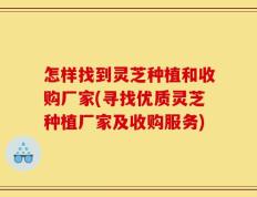 怎样找到灵芝种植和收购厂家(寻找优质灵芝种植厂家及收购服务)