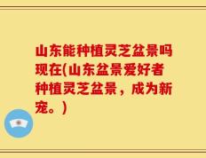 山东能种植灵芝盆景吗现在(山东盆景爱好者种植灵芝盆景，成为新宠。)