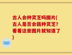 古人会种灵芝吗图片(古人是否会栽种灵芝？看看这些图片就知道了)