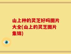 山上种的灵芝好吗图片大全(山上的灵芝图片集锦)