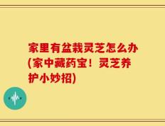 家里有盆栽灵芝怎么办(家中藏药宝！灵芝养护小妙招)