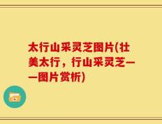 太行山采灵芝图片(壮美太行，行山采灵芝——图片赏析)