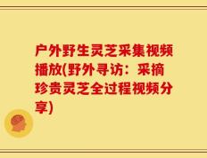 户外野生灵芝采集视频播放(野外寻访：采摘珍贵灵芝全过程视频分享)