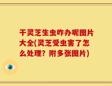 干灵芝生虫咋办呢图片大全(灵芝受虫害了怎么处理？附多张图片)