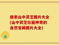 搜索山中灵芝图片大全(山中灵芝壮丽神奇的自然宝藏图片大全)
